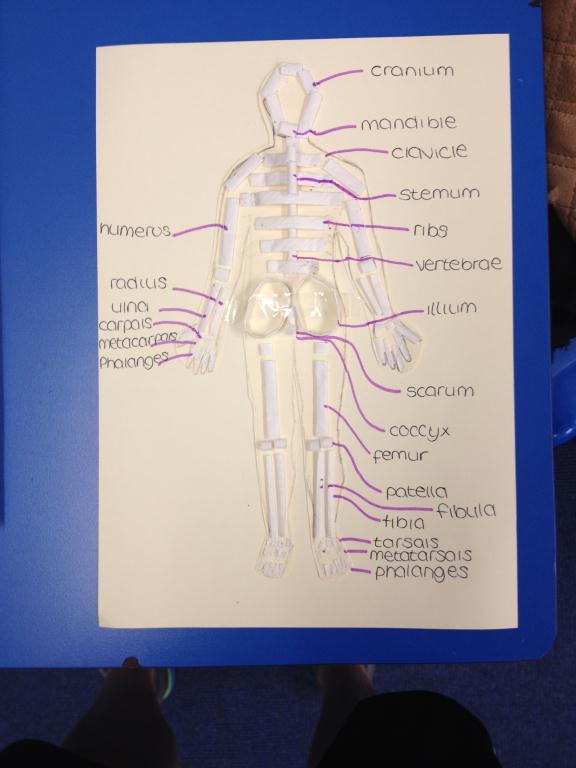 skeleton3